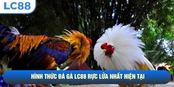 Nhịp đấu cựa sắt – Khoảnh khắc chiến kê tung đòn quyết định