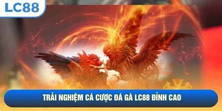 Góc nhìn sân đấu – Quan sát phản xạ chiến kê trước giờ giao tranh