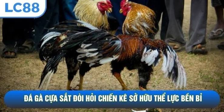 Bản lĩnh chiến kê – Đọc thế trận qua từng pha áp sát